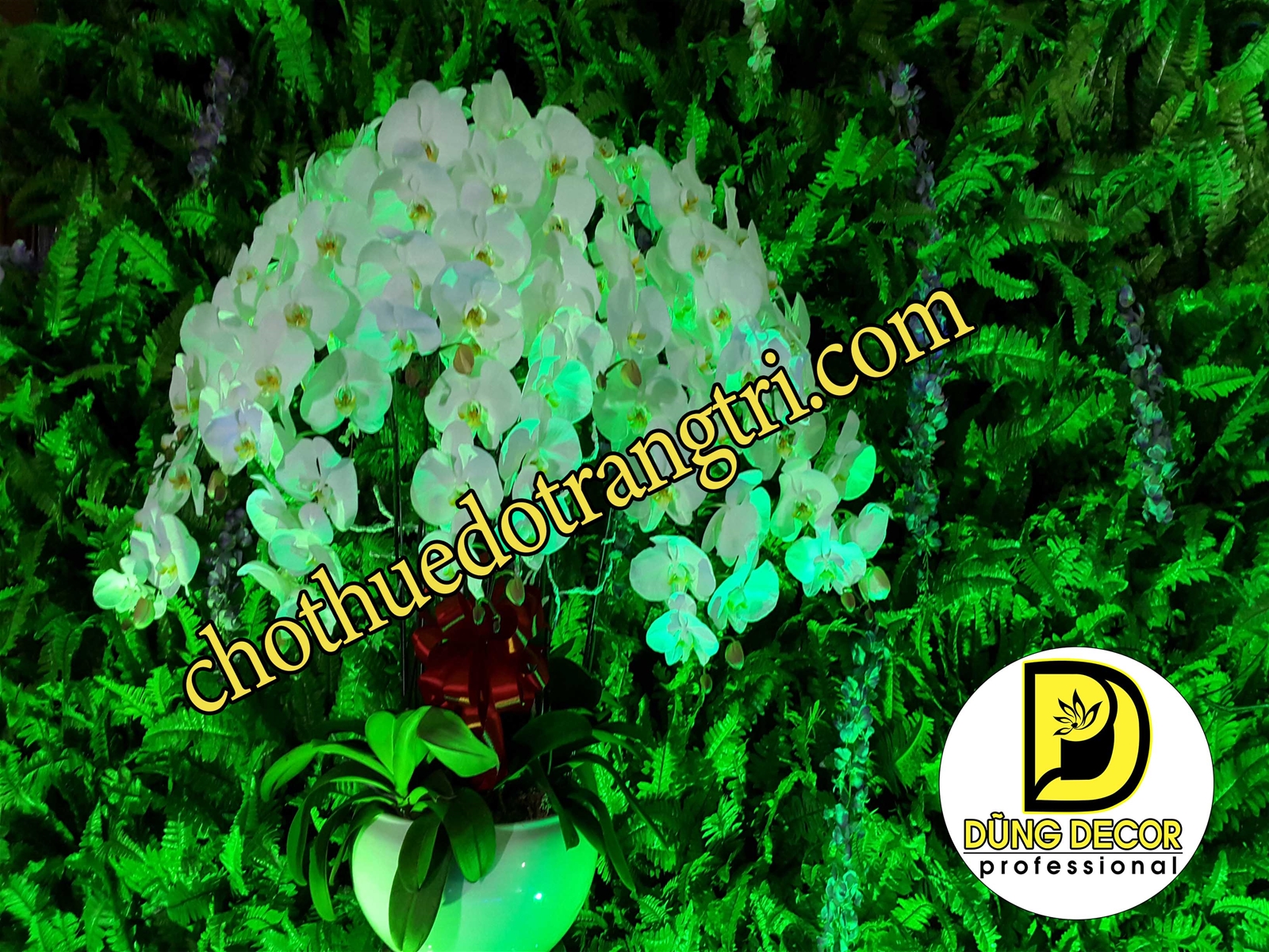 Hoa phong lan trắng